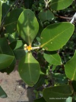 Avicennia officinalis L.